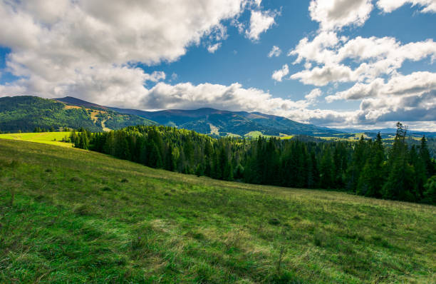 istock spruce forest on the grassy meadow 1017611152