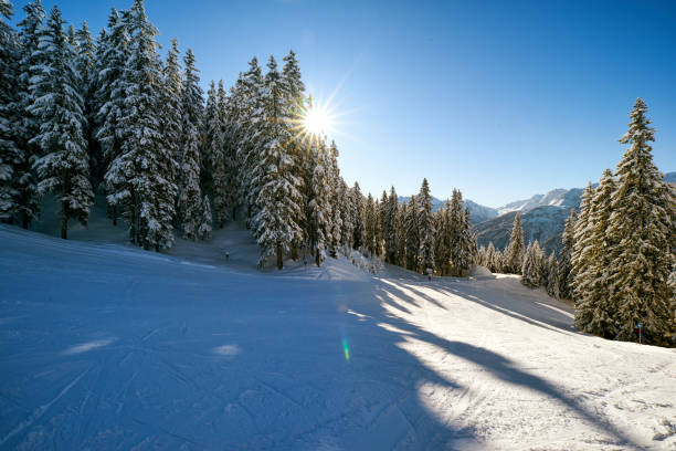 Majestic snow-covered pine trees stand tall against a vibrant blue sky, with wooden shelters nestled in the pristine white snow, creating a serene winter landscape