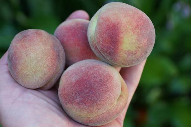 istock ripe fruit peaches on the palm of the hand 1017619794
