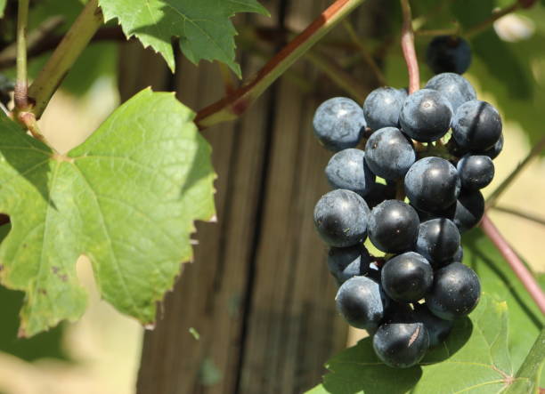 Black grapes used for a sweet French aperitif, Pineau de Charentes. Manufactured in the Charente region of SW France.