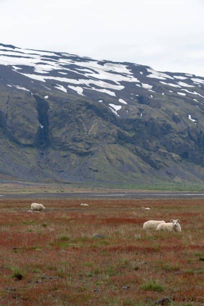 istock Sheep resting in Icelandic landscape 1017628404