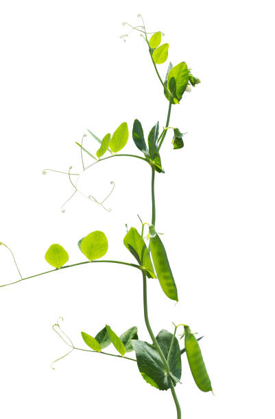 istock Green Pea pods and leaf with tendril isolated on white 1017631828