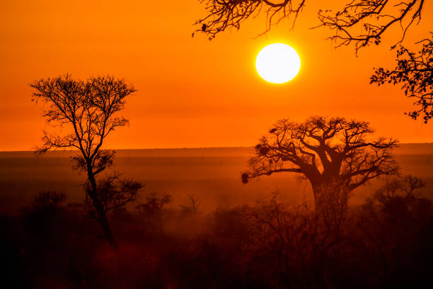 baobab-baum im sonnenaufgang landschaft im krüger nationalpark, südafrika - kruger national park sunrise south africa africa stock-fotos und bilder