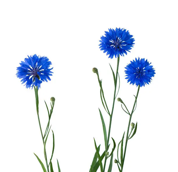 Cornflower Herb or bachelor button flower isolated on white background.