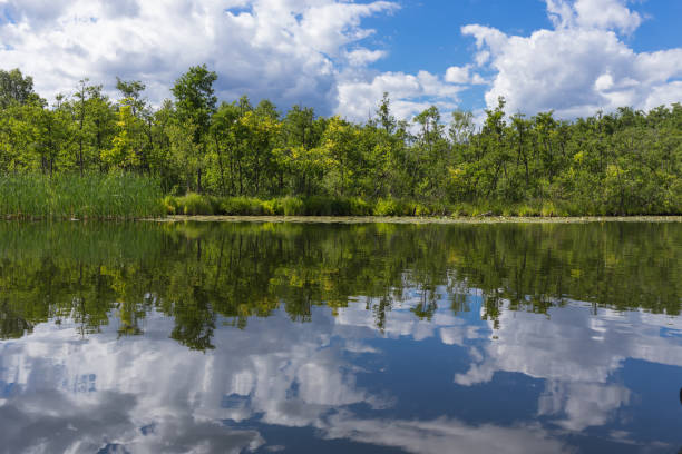 istock summer nature at lakeside Mecklenburg Lake District by daylight 1017634414