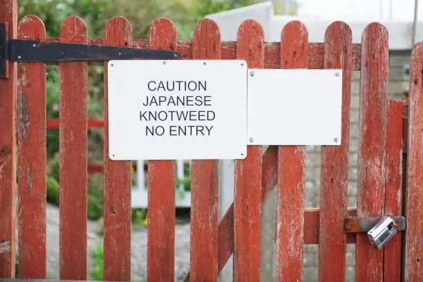 Japanese knotweed caution no entry sign on garden gate uk