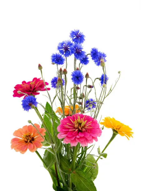 Bouquet of different flowers on a white background. Cornflower Herb or bachelor button flower and zinnia.