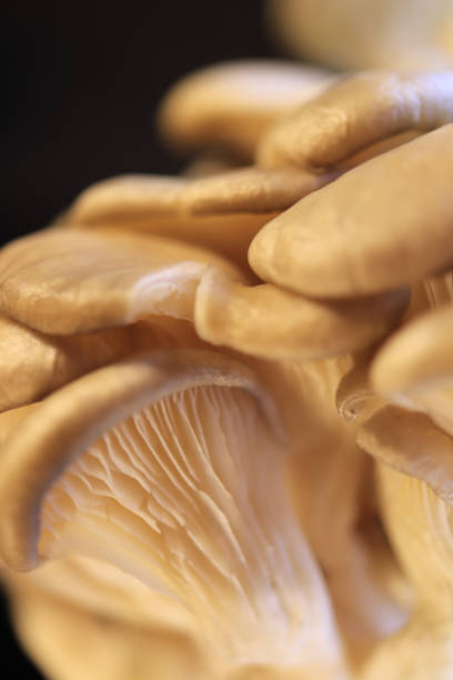 istock Oyster mashrooms group texture. Healthy vegetarian background. Detailed macro closeup. 1017637200