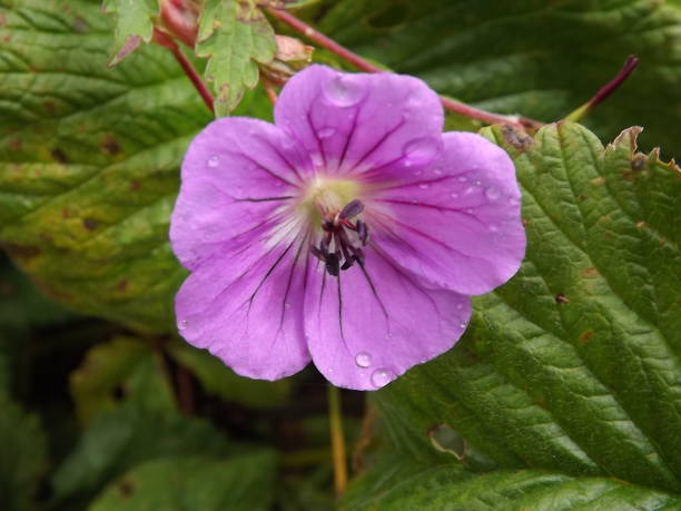 istock flowers : valley of flowers 1017646182