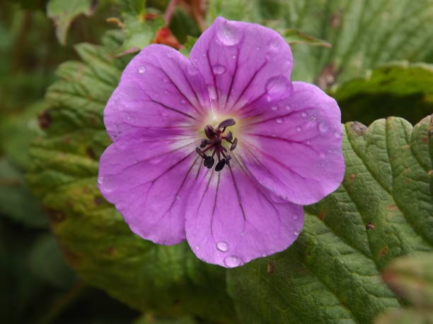 istock flowers : valley of flowers 1017647052