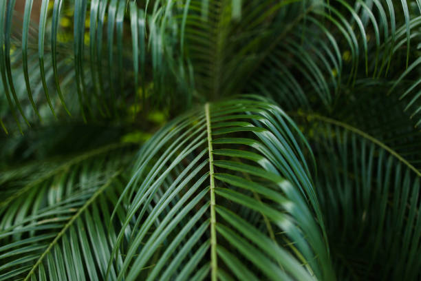 istock Palm green leaves background photo 1017652280
