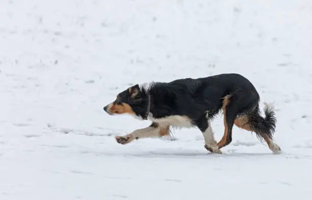 Australian Shepherd working in winter. The Australian Shepherd, often known simply as the "Aussie", is a medium-sized breed of dog that was, despite its name, developed on ranches in the Western United States during the 19th century.