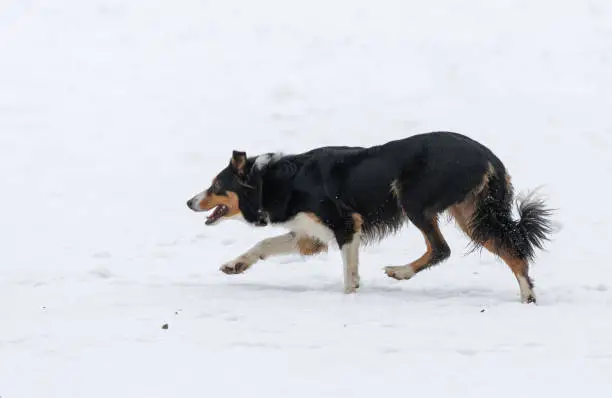 Australian Shepherd working in winter. The Australian Shepherd, often known simply as the "Aussie", is a medium-sized breed of dog that was, despite its name, developed on ranches in the Western United States during the 19th century.