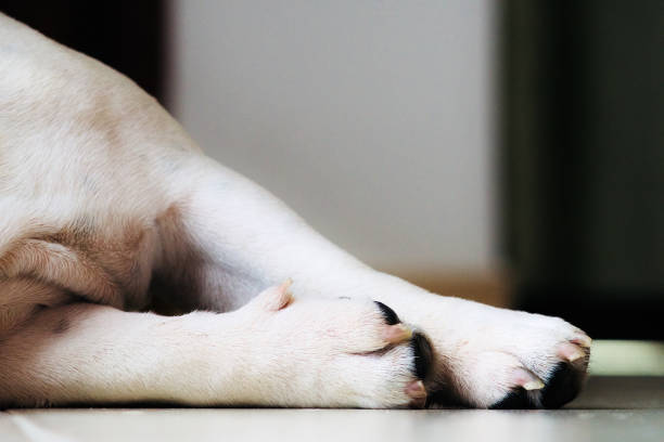 istock close-up of dog's legs 1017652614