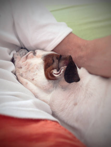 istock nosey dog and her owner 1017652634