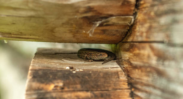 istock Little lizard under the wooden beams 3 1017653088