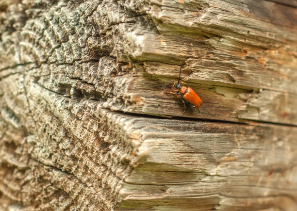 Red beetle on a wooden beams