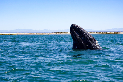 Un incumplimiento de ballena gris de California en la laguna parto de la humanidad por la UNESCO San Ignacio en el Santuario de ballenas de El Vizcaíno en Baja California Sur, México photo