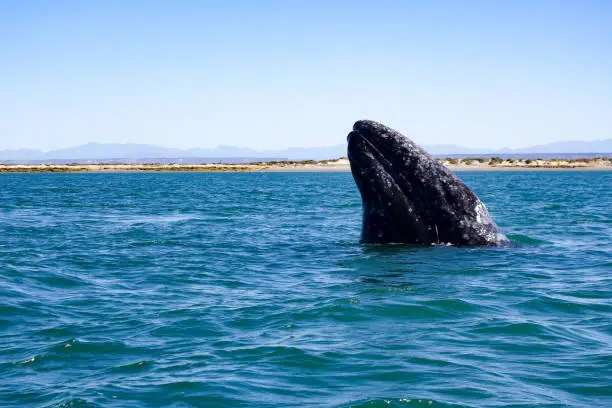 Photo of A California gray whale breaches in the UNESCO-listed San Ignacio calving lagoon in the whale sanctuary of El Vizcaino in Baja California Sur, Mexico