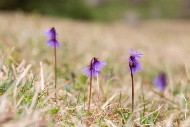field of natural alpine snowbell (soldanella alpina) flowers