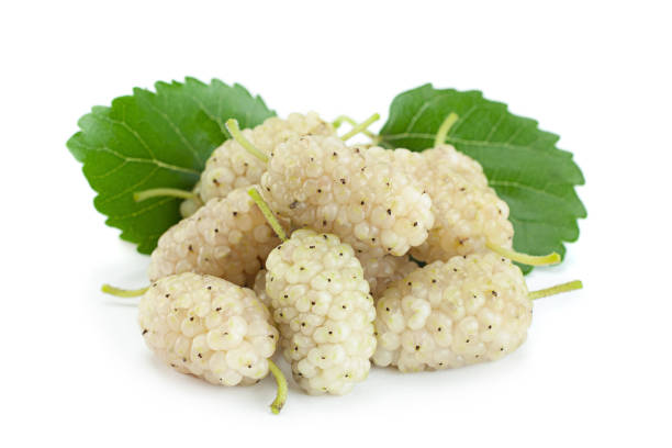 istock White Mulberry berry isolated 1017656042