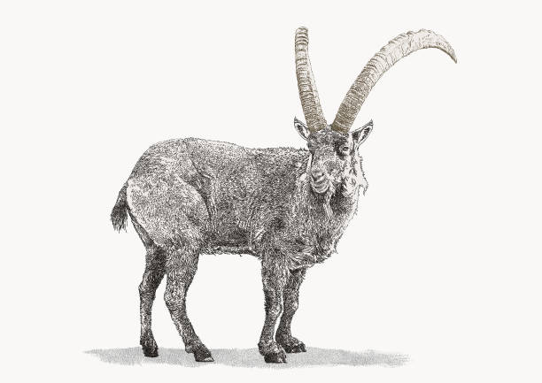 alpine ibex  - alpensteinbock stock-grafiken, -clipart, -cartoons und -symbole