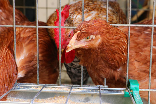 istock laying hens in a cage 1017658450