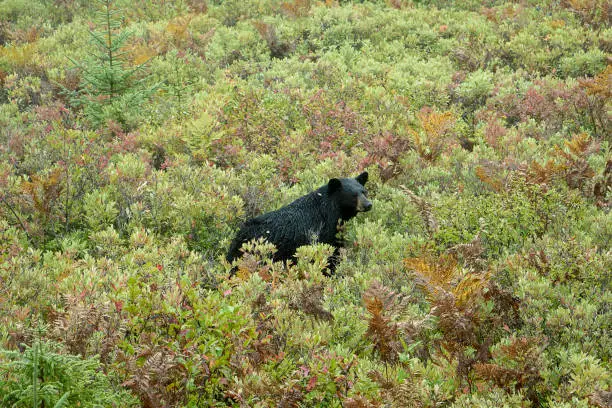 A black bear came to say hello during a hunting trip.