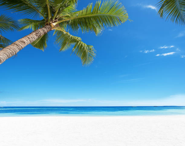 夏の熱帯楽園ビーチの背景 - sand summer beach vacations ストックフォトと画像