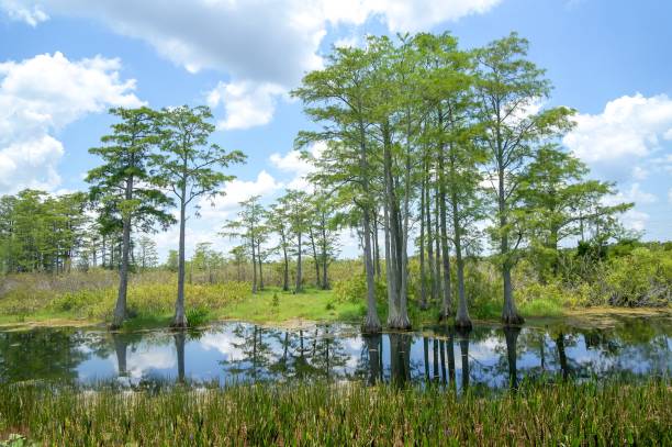 istock bird flying in cypress swamp 1017664242