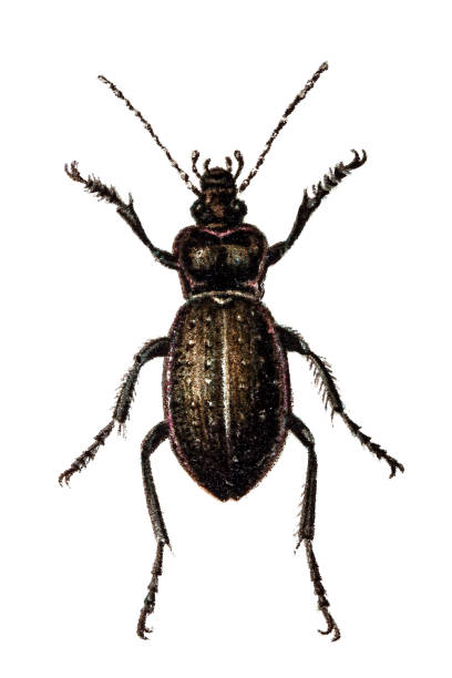 Ground beetle (Carabus hortensis) Illustration of a Ground beetle (Carabus hortensis) ground beetle stock illustrations