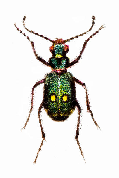 綠虎甲蟲 (cicindela 白菜) - 班蝥 圖片 幅插畫檔、美工圖案、卡通及圖標