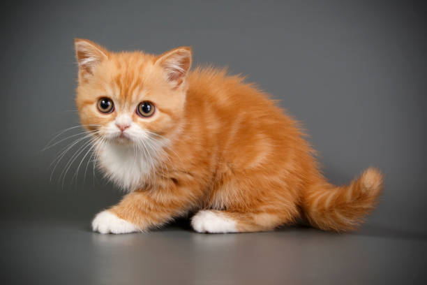 istock scottish straight shorthair cat 1017677430