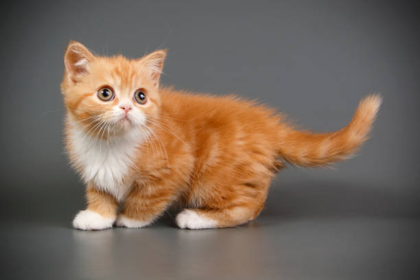 istock scottish straight shorthair cat 1017677524