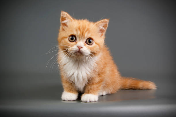istock scottish straight shorthair cat 1017677554