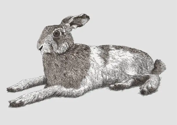 Vector illustration of Hare Seated