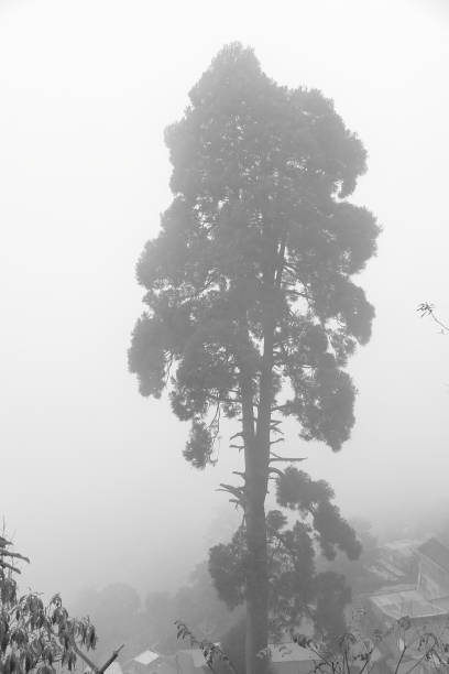 istock Foggy View from the Hills High Up 1017680410