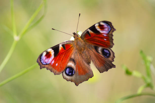 istock Peacock butterfly (Aglais io, the European peacock) sitting on a plnat on a meadow 1017680674