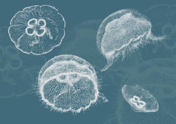 ilustraciones, imágenes clip art, dibujos animados e iconos de stock de medusa - jellyfish moon jellyfish underwater wildlife