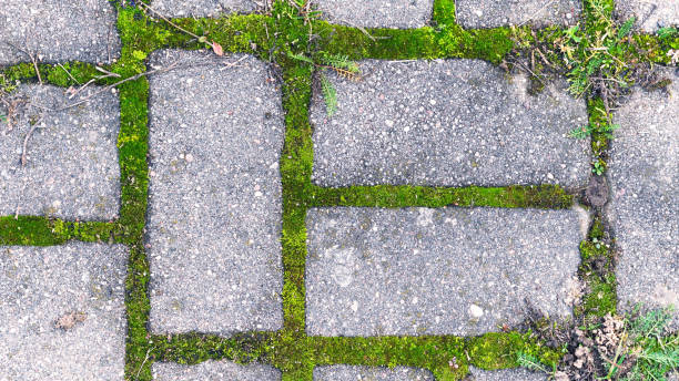 istock Granite pavement with grass sprouted between the stones. Street textures 1017685426