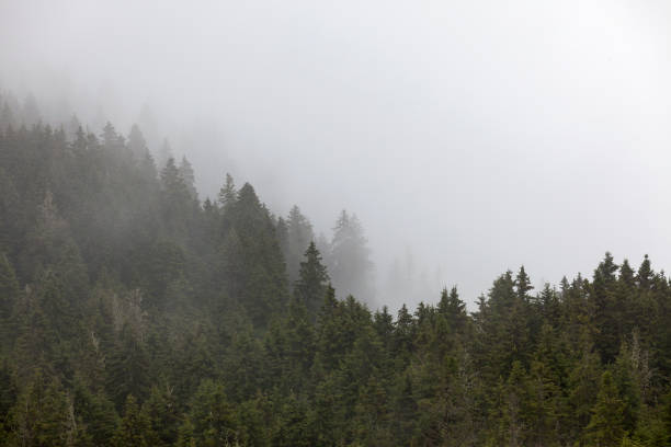 istock Mountains in the fog. 1017686246