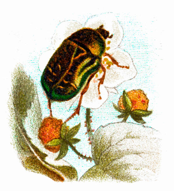 Cetonia aurata, called the rose chafer or the green rose chafer Illustration of a Cetonia aurata, called the rose chafer or the green rose chafer rose chafer cetonia aurata stock illustrations