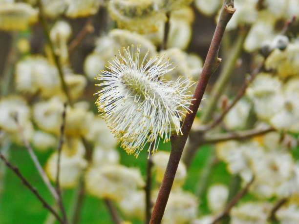 istock pussy willow branch and flower 1017691866