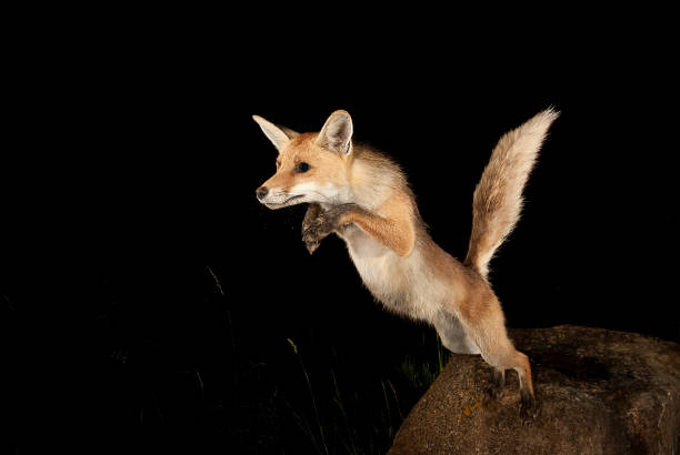 Fox Jumping Rocks 1,500+ Fox Jumping Stock Photos, Pictures & Royalty-Free Images - iStock