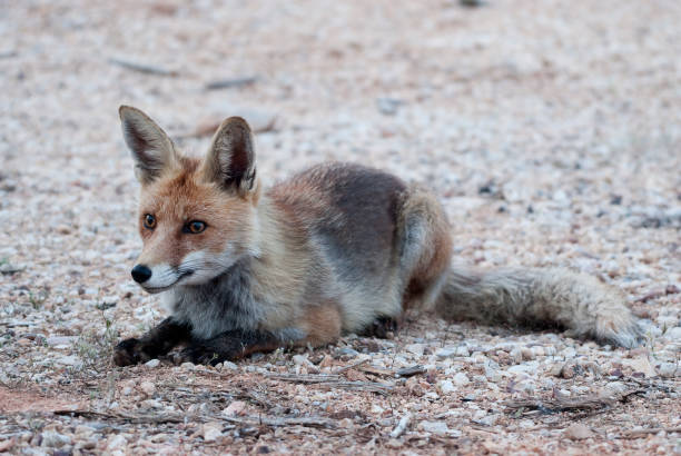 istock Fox, vulpes vulpes, portrait sitting resting 1017697198