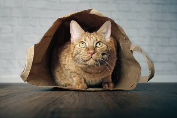 istock Cute ginger cat lying in a paper bag and looking curious upwards. 1017697430
