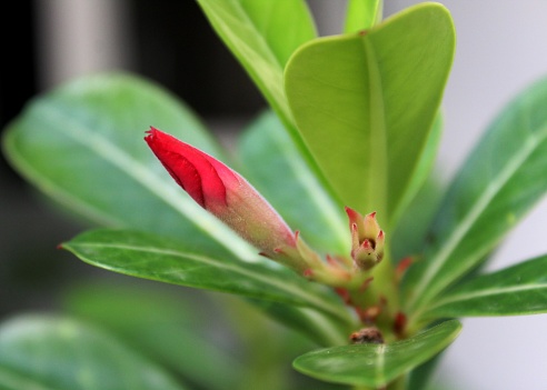 Macro Cận Cảnh Hoa Hồng Hồng Hoa Hồng Màu Hồng Hoa Adenium Obesum Chồi Nhìn  Thấy Trong Một Khu Vườn Nhà Ở Sri Lanka Hình ảnh Sẵn có - Tải xuống Hình