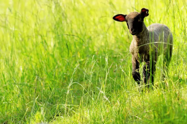A Little Black Lamb running through green grass - Hamburg - Wilhelmsburg