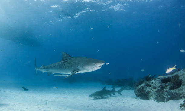 istock Tiger shark at Tigerbeach, Bahamas 1017697576