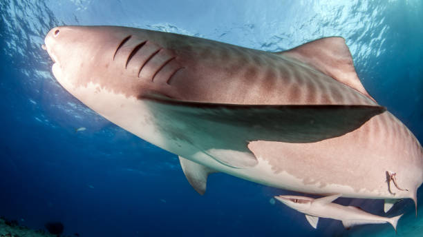 istock Tiger shark at Tigerbeach, Bahamas 1017697656